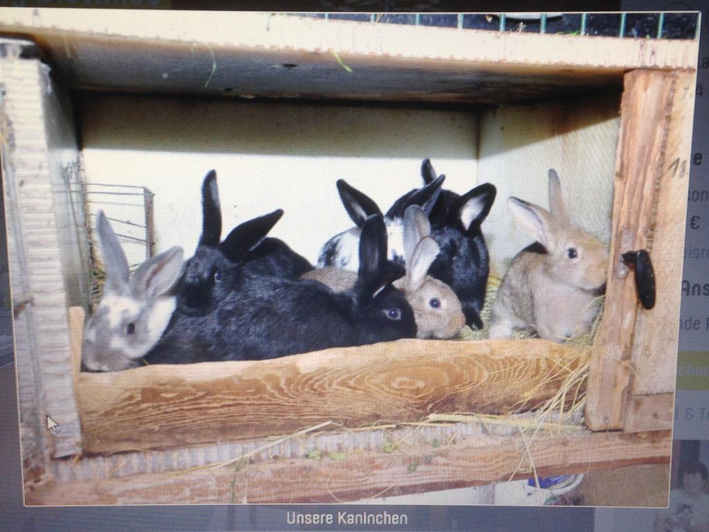 Ferienwohnung Dietlinde Bad Blankenburg Pokoj fotografie