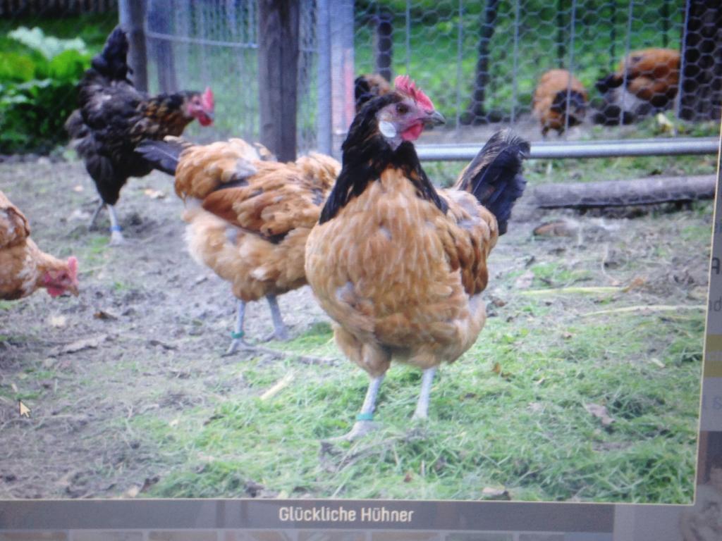 Ferienwohnung Dietlinde Bad Blankenburg Pokoj fotografie